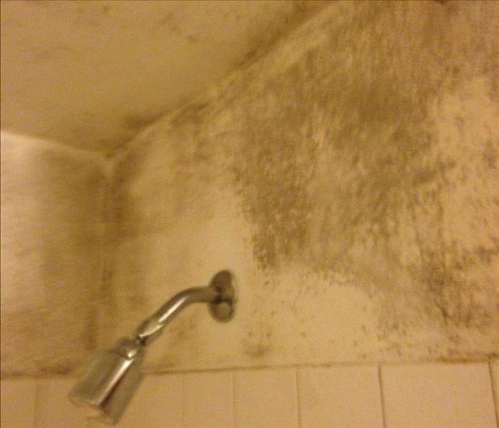 mold in shower area on walls and ceiling