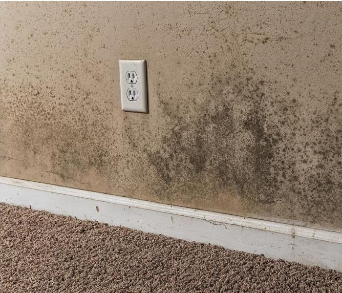 heavy mold growth above baseboard
